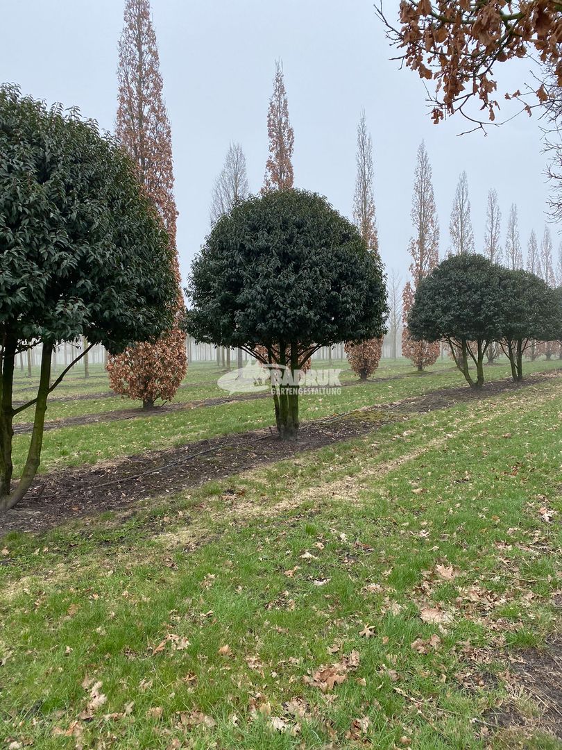 Eine Reihe von Bäumen in einem Park, umgeben von grünem Gras und weiteren Bäumen in der Baumschule München.