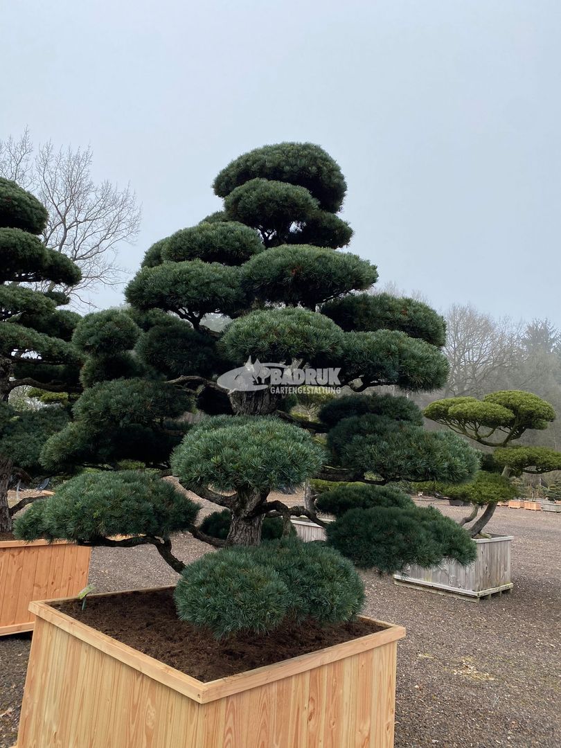 Ein prächtiger Bonsai-Baum in einer Holzschatulle.