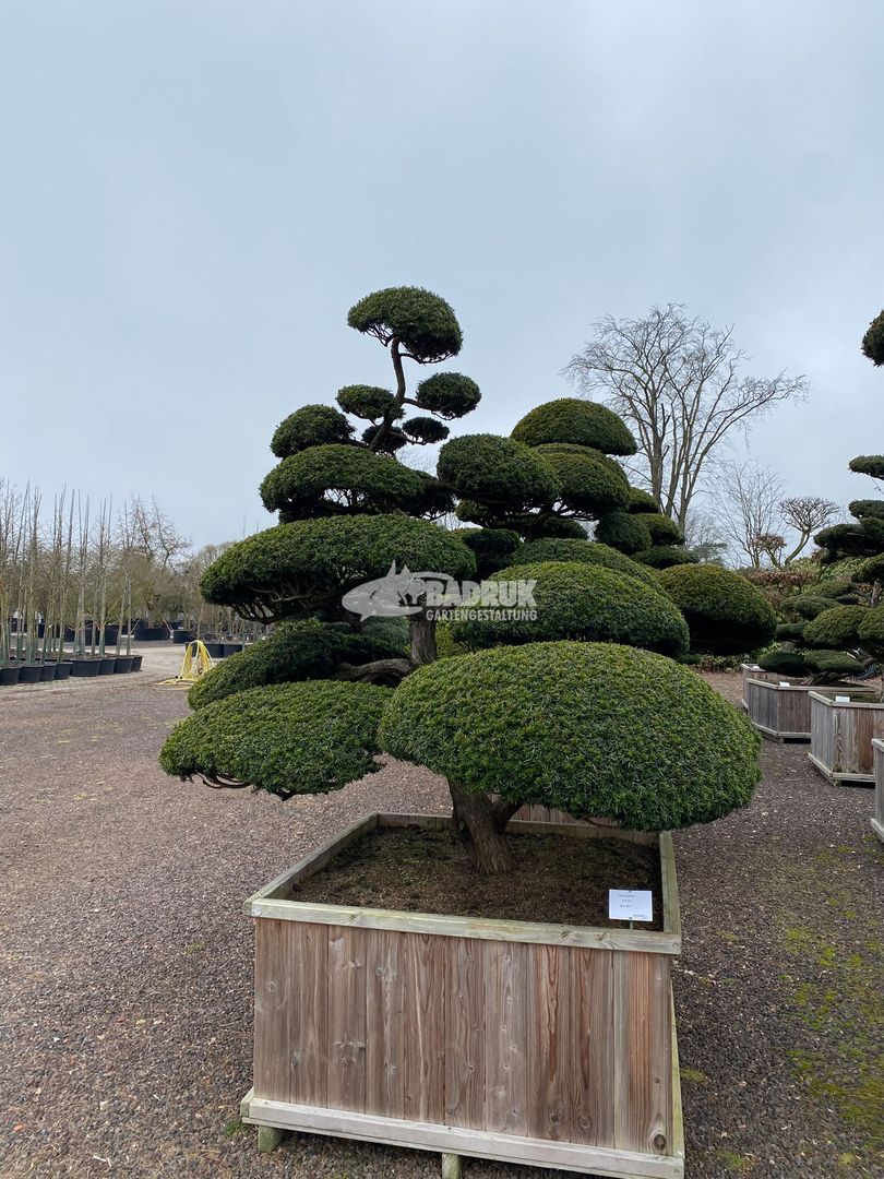 Ein prächtiger Bonsai-Baum in einer Holzschatulle.